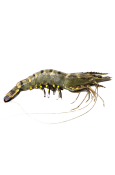 HOSO Black Tiger Shrimp