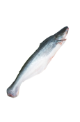 Pangasius WR
